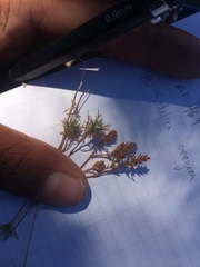 Navarretia intertexta