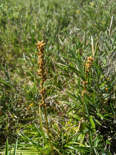 Aletris glabra, photograph 6