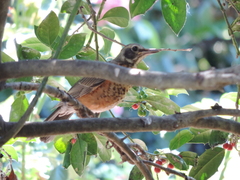 Turdus migratorius