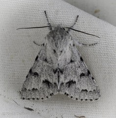 Acronicta vulpina