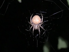 Neoscona punctigera