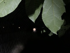 Neoscona punctigera