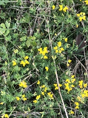 Lotus corniculatus