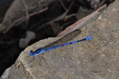 Argia lacrimans