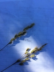 Bromus secalinus