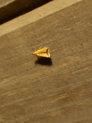 Dichomeris heriguronis