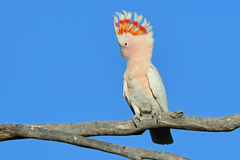 Major Mitchell's Cockatoo photo 2