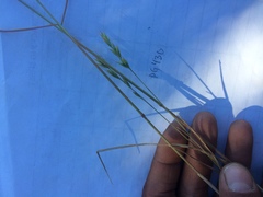 Bromus secalinus