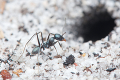 Iridomyrmex bicknelli
