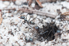 Iridomyrmex bicknelli