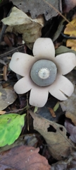 Geastrum triplex