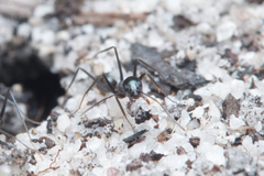 Iridomyrmex bicknelli