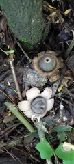 Geastrum triplex