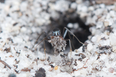 Iridomyrmex bicknelli