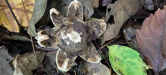 Geastrum triplex