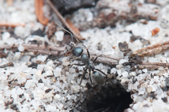 Iridomyrmex bicknelli