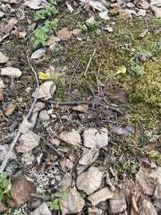 Pedicularis labradorica