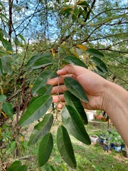Annona emarginata