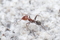 Iridomyrmex discors