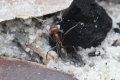 Iridomyrmex discors