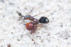 Iridomyrmex bicknelli
