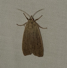 Palpidia pallidior
