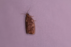 Argyrotaenia juglandana