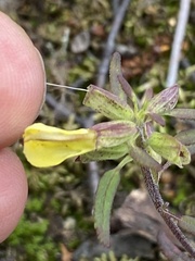Pedicularis labradorica