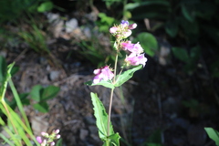 Penstemon serrulatus