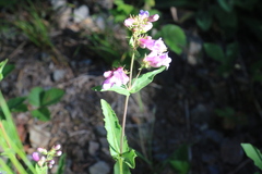 Penstemon serrulatus