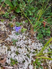 Campanula lasiocarpa