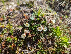 Cassiope lycopodioides
