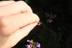 Penstemon serrulatus