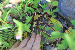 Penstemon serrulatus