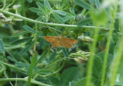 Idaea ochrata