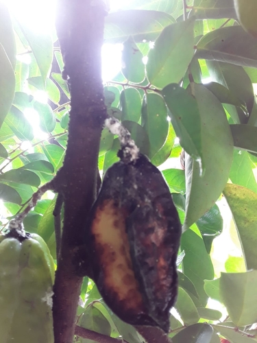 Averrhoa carambola - Fruit