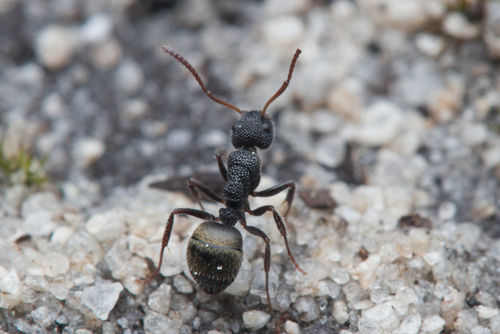 Northern Sharkfinned Dolly Ant