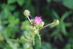 Cirsium remotifolium