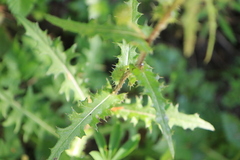 Cirsium remotifolium