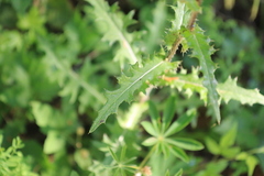 Cirsium remotifolium