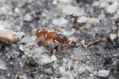 Tetramorium fuscipes