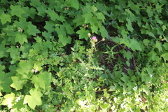 Cirsium remotifolium