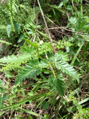 Tragia urticifolia