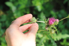 Cirsium remotifolium