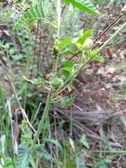 Tragia urticifolia