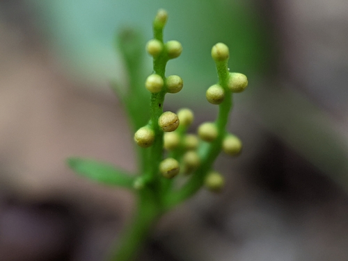 Image of Botrychium angustisegmentum by (c) Elias, some rights reserved (CC BY)