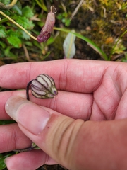 Silene uralensis
