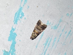 Dioryctria pygmaeella
