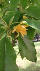 Magnolia champaca image