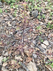 Pedicularis labradorica